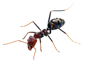 ant PNG-19368